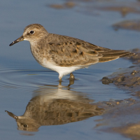 Temminck's Stint